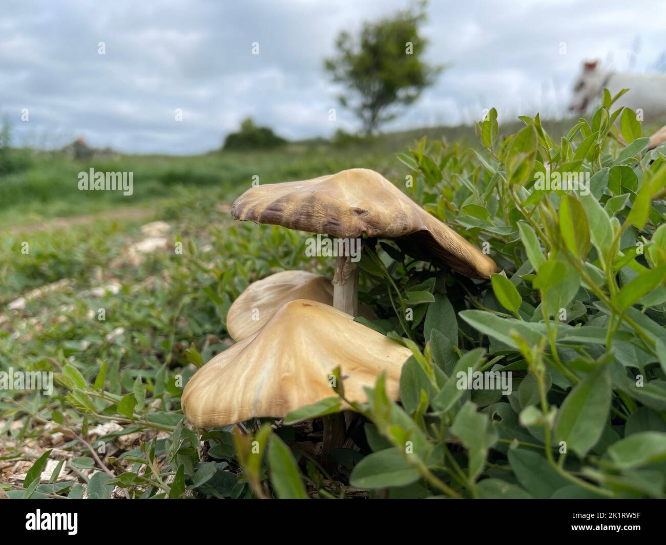I funghi in natura Foto Stock