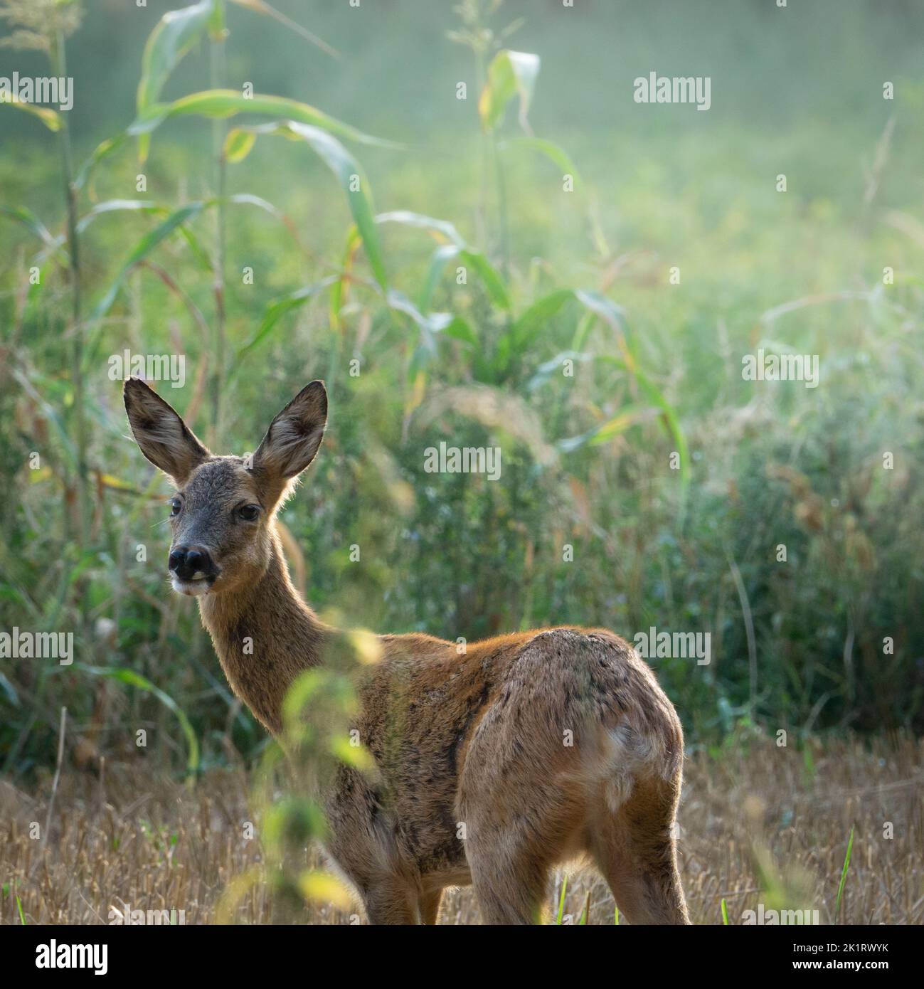 Un cervo si trova davanti a un campo di mais ed è illuminato dal sole. Guarda nella fotocamera Foto Stock