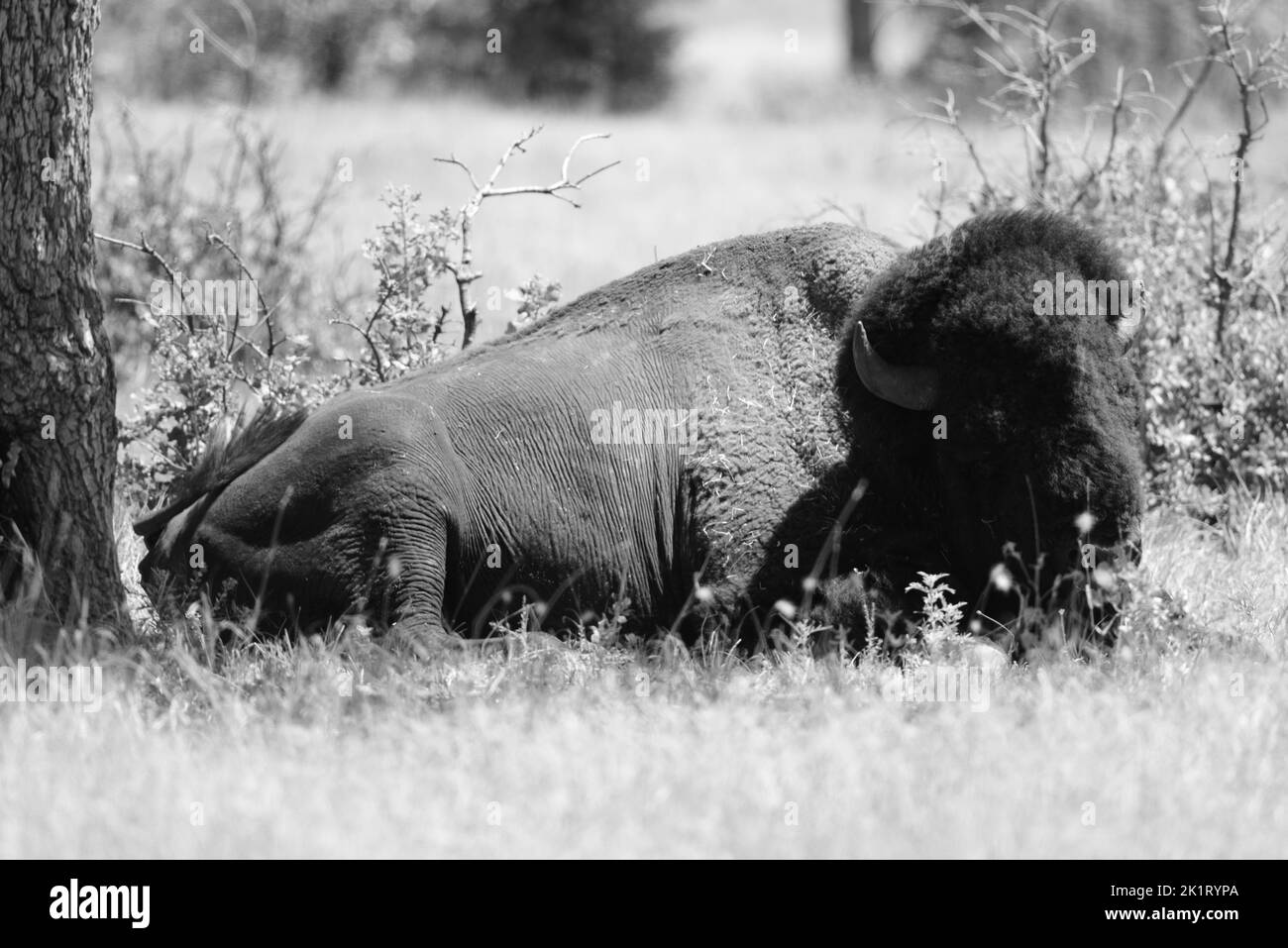 Un colpo in scala di grigi di un bisonte in un rifugio naturale nazionale Foto Stock