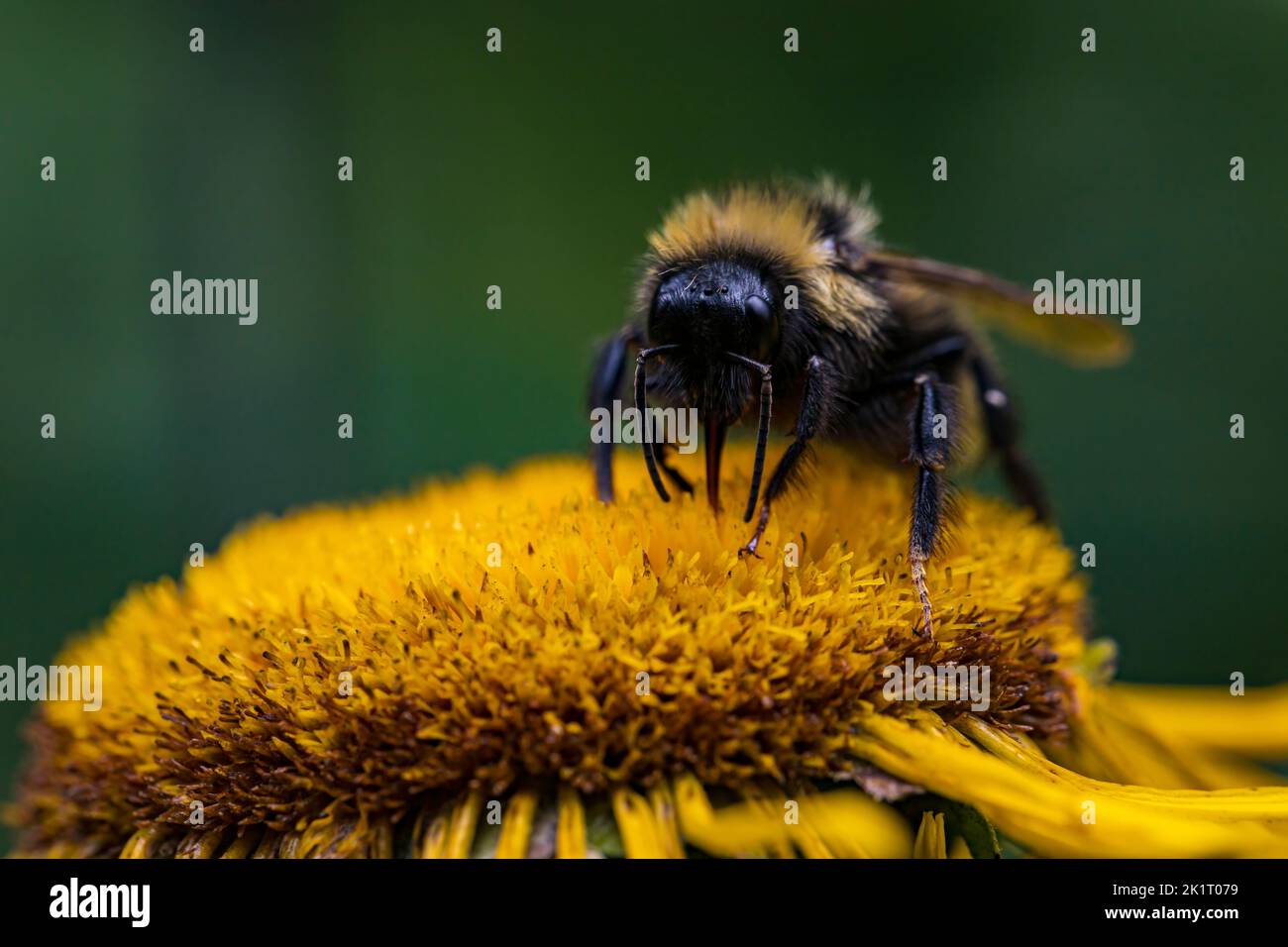Un comune bumblebee carder (Bombus pascuorum) che estende la sua lingua per raccogliere nettare da un fiore. Foto scattata il 31st luglio 2022 a Poiana Marului r Foto Stock