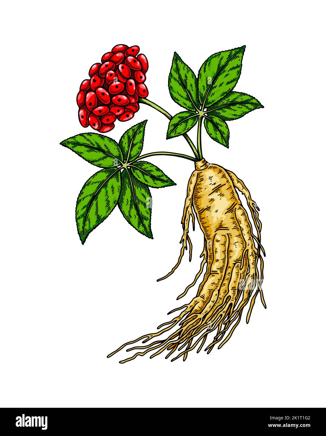 Radice di ginseng selvatica disegnata a mano con foglie e bacche isolate su fondo bianco. Illustrazione vettoriale botanica in stile schizzo colorato per l'imballaggio Illustrazione Vettoriale