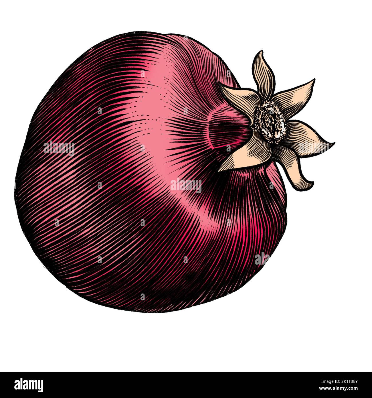 Abbozzo di melograno disegnato a mano in stile incisione. Illustrazione vettoriale isolata su sfondo bianco Foto Stock