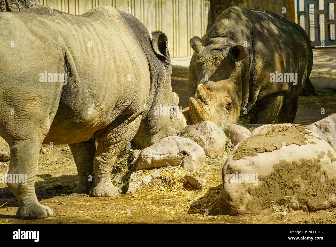 Rinoceronti riposati e mangiati tranquillamente in una giornata di sole e caldo. Foto Stock
