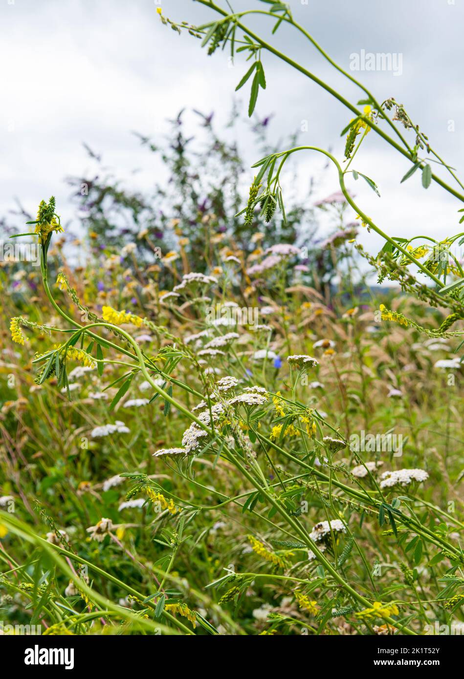 Prato di fiori selvatici sul tetto di Bristol con fiori comuni di freccia e fiori di trifoglio dolci gialli Foto Stock