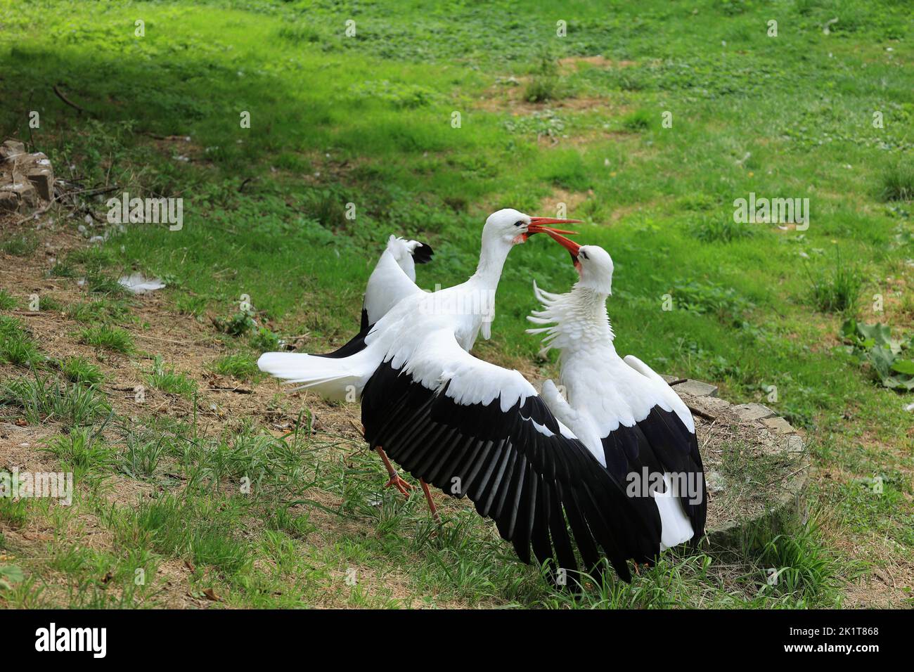 Due cicogne giocano l'una con l'altra con le loro bistecche Foto Stock