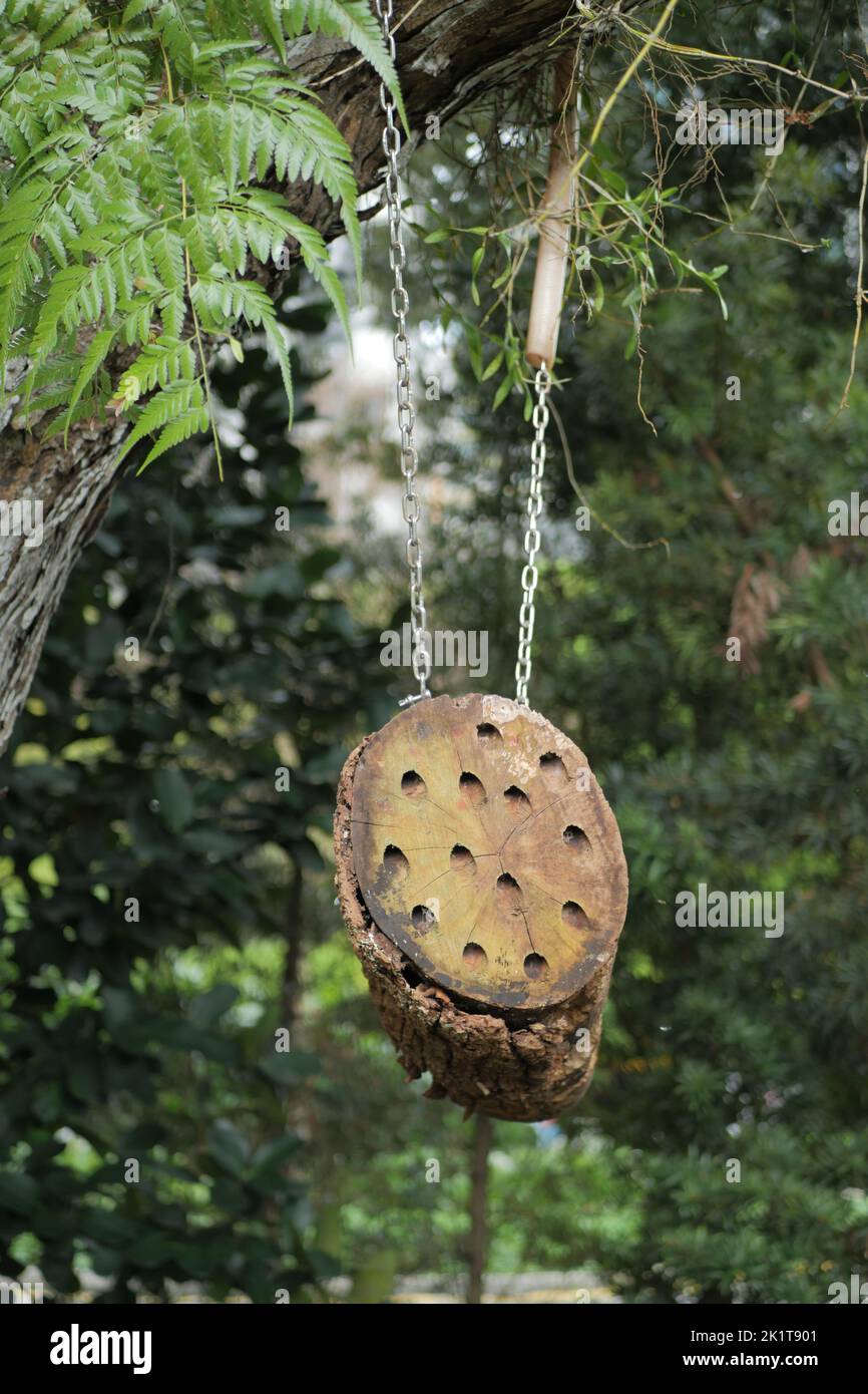 Un hotel d'ape, l'hotel d'insetto sull'albero Foto Stock