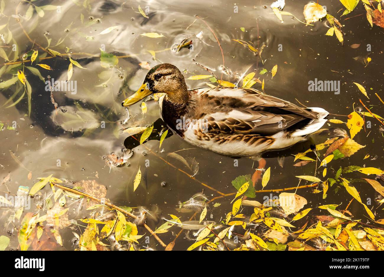 Mallard anatra in acqua in un laghetto scuro con foglie galleggianti autunno, vista dall'alto. Bella natura autunnale. Autunno-ottobre stagione animale, paesaggio backg Foto Stock