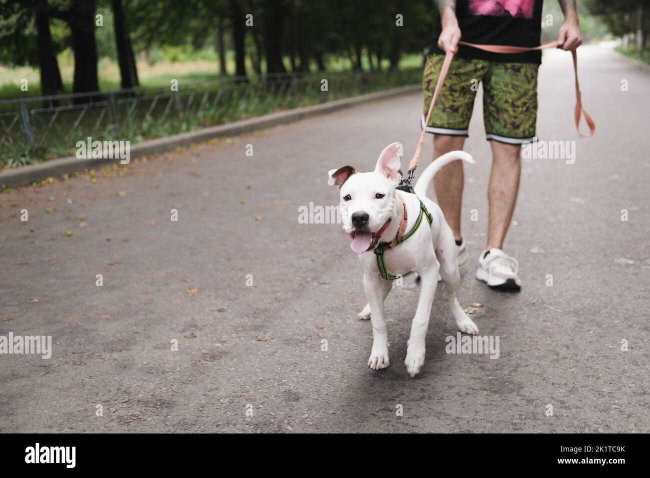 Camminare con un cane attivo sul guinzaglio. L'uomo cammina il suo felice cucciolo di staffordshire terrier all'aperto Foto Stock