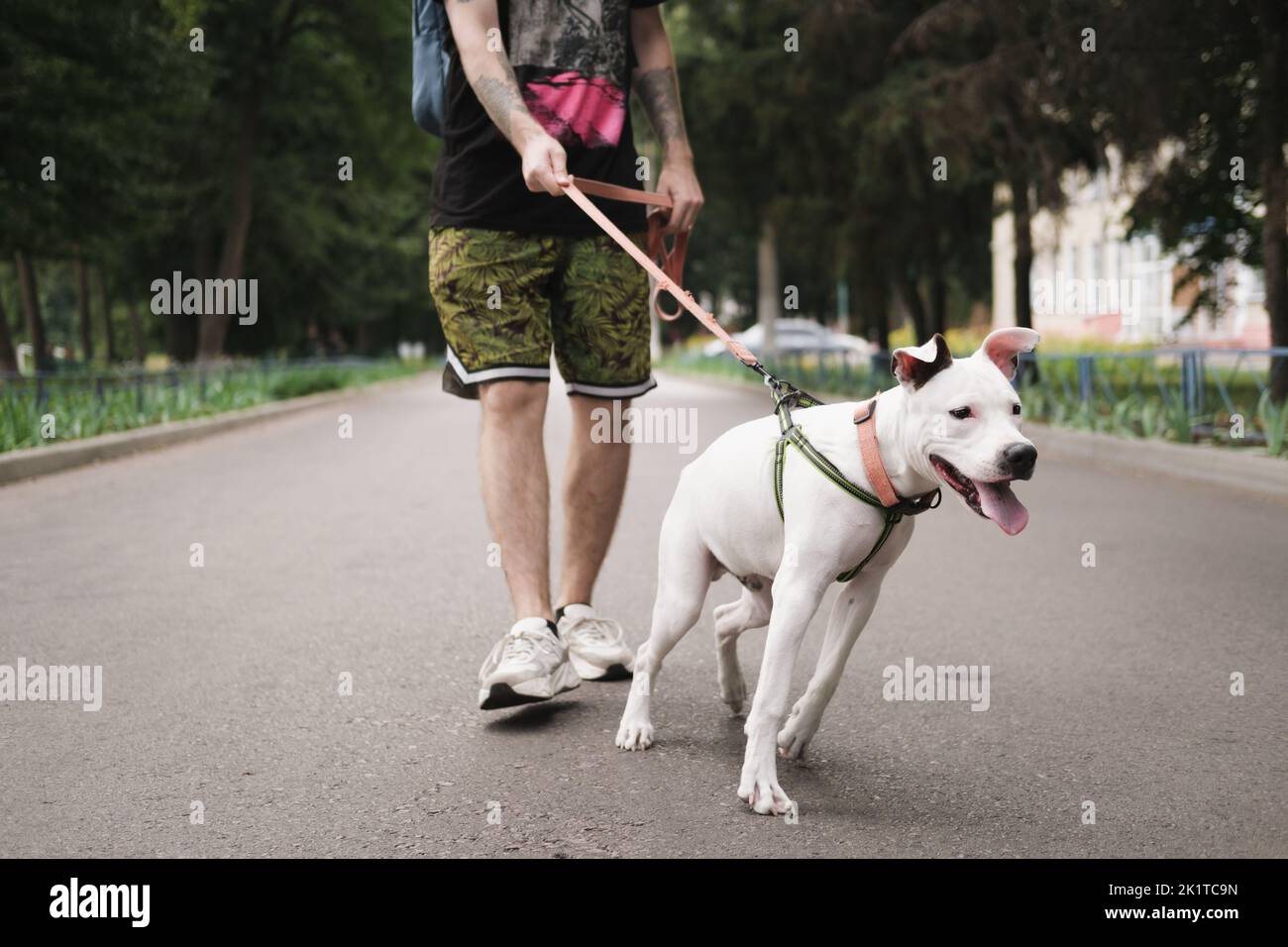 Cane disobbediente che tira sul guinzaglio. Il giovane terrier dello staffordshire che mostra un comportamento negativo reattivo Foto Stock