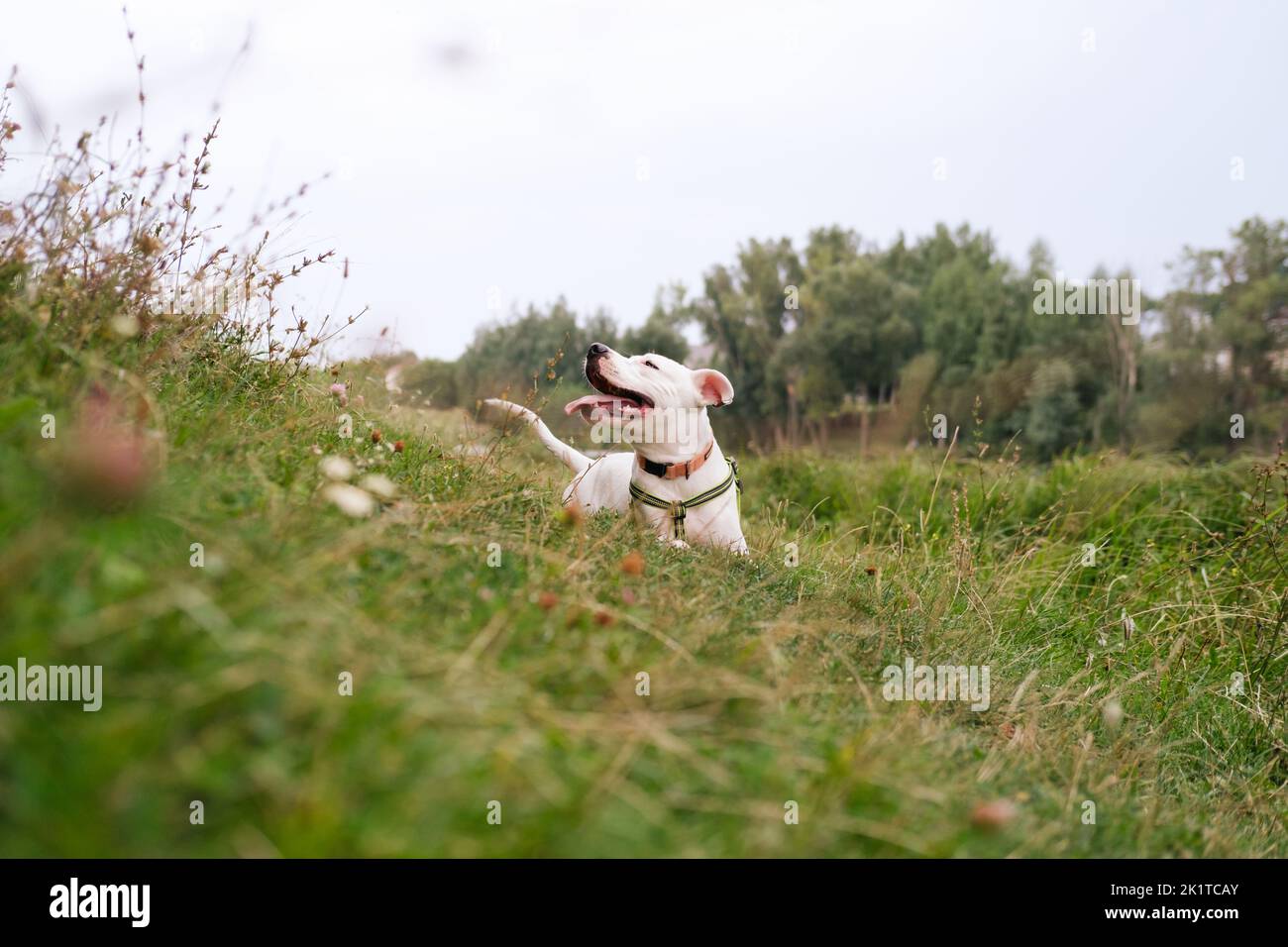 Ritratto di un cane carino e felice staffordshire terrier che riposa sull'erba verde. Pitbull cucciolo gode della natura, bella scena naturale Foto Stock
