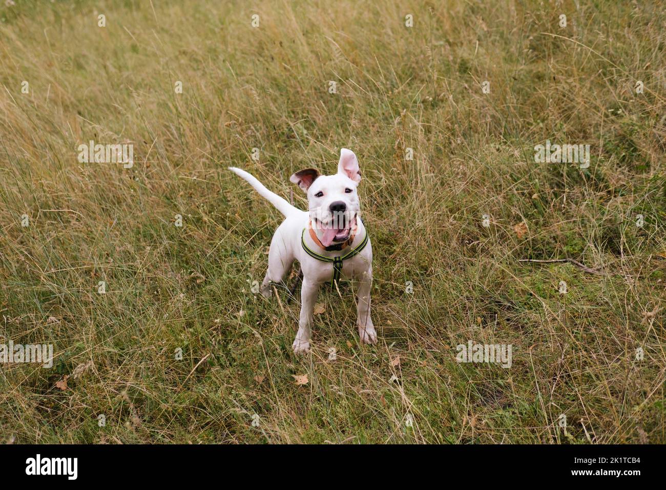 Giovane cane attivo e felice nell'erba grigia autunnale. Carino cucciolo di staffordshire terrier in posa all'aperto Foto Stock