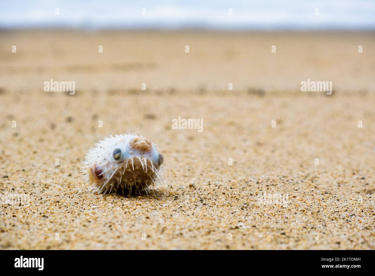 Pesce puffer morto sulla spiaggia sulla sabbia con copyspace Foto Stock