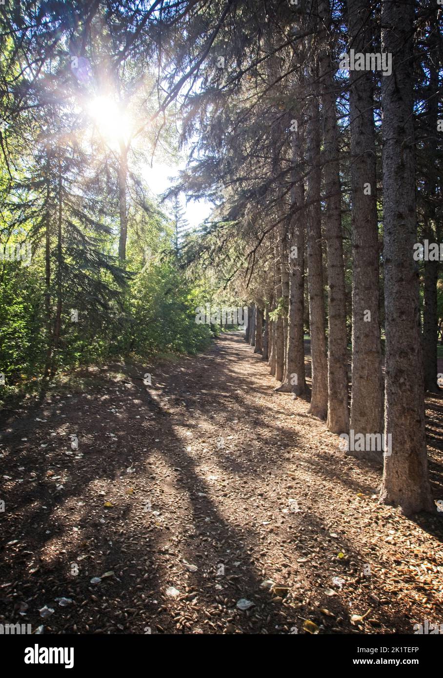 Edworthy Park Alberta Foto Stock