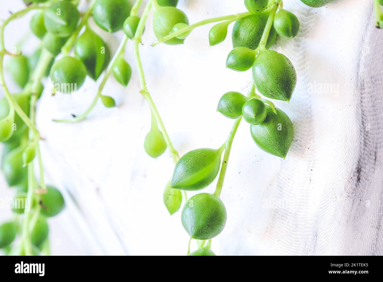 Primo piano su Senecio rowleyanus corda di piante di perle appeso fuori vaso Foto Stock