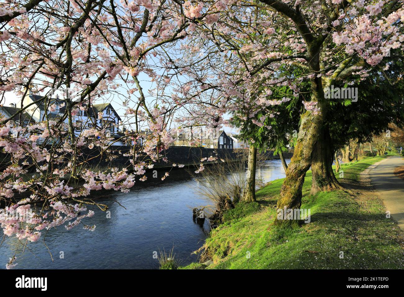 Fiori primaverili e fiori nel Fitz Park, Keswick Town, Lake District National Park, Cumbria, Inghilterra, Regno Unito Foto Stock