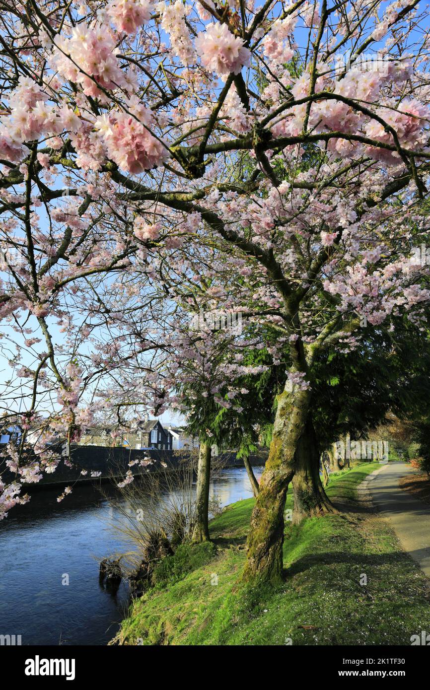 Fiori primaverili e fiori nel Fitz Park, Keswick Town, Lake District National Park, Cumbria, Inghilterra, Regno Unito Foto Stock