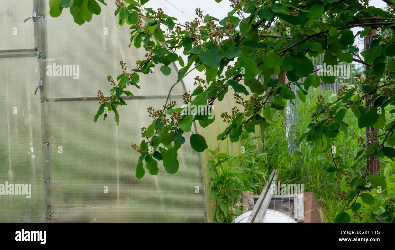 IRGA su un terreno giardino con una serra. Bacche verdi di irgi legati su un albero. Foto Stock