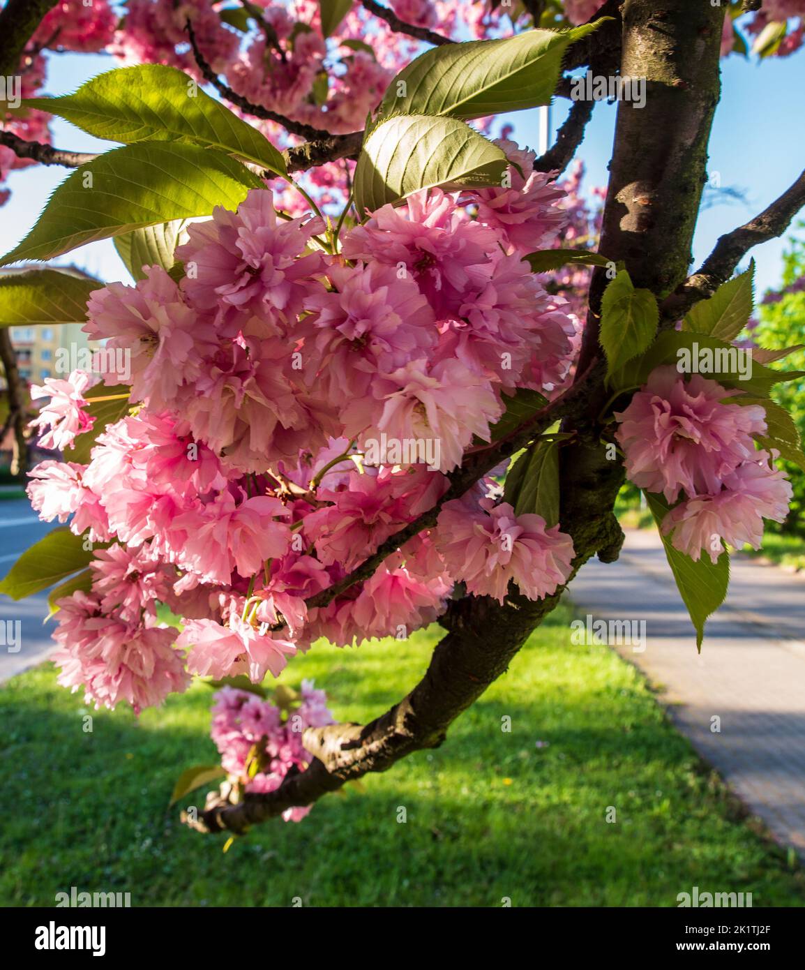 Vista ravvicinata della fioritura dei fiori di albero sakura su Trida 17. Via listopadu nella città di Karvina, Repubblica Ceca Foto Stock