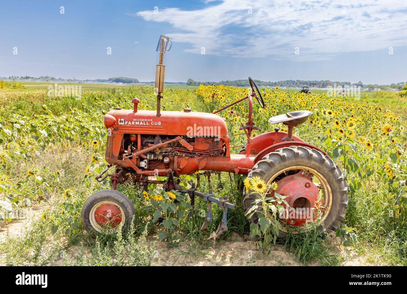 Vecchio trattore rosso Farmall seduto in un campo di girasoli Foto Stock