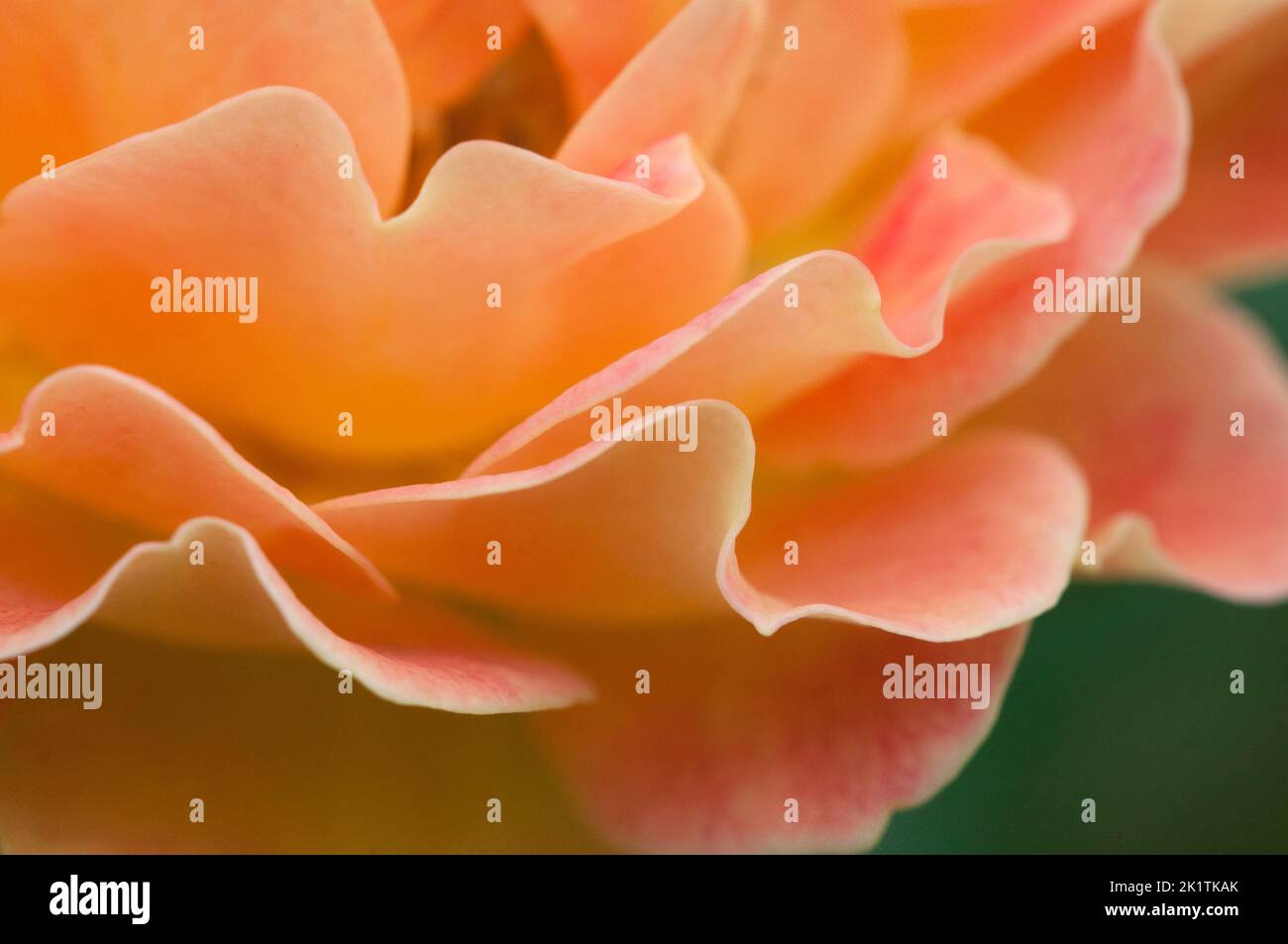 Frammento di fiore di rosa, macro shot, focus locale Foto Stock