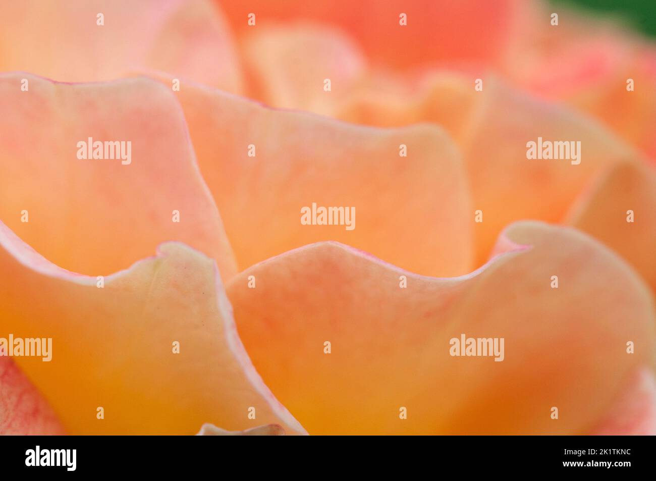 Frammento di fiore di rosa, macro shot, focus locale Foto Stock
