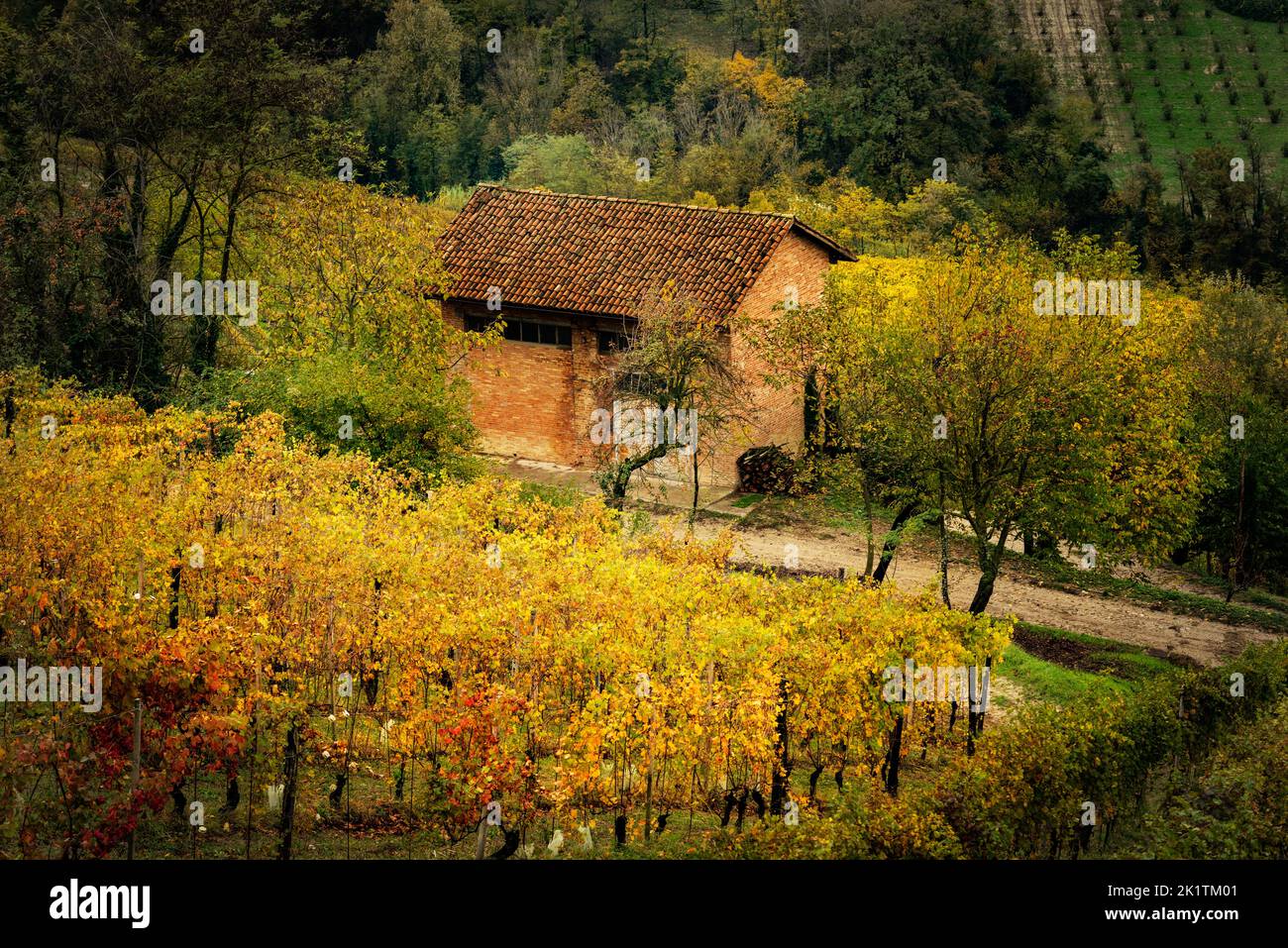 Wineland paesaggio di Barolo, Langhe, Piemonte, Italia Foto Stock
