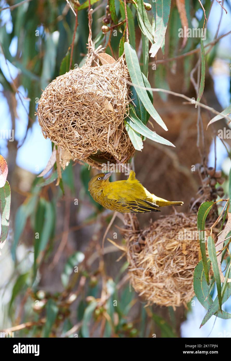 Un nido di uccelli. Un colpo di un uccello nidificano in alto nei rami di un albero. Foto Stock