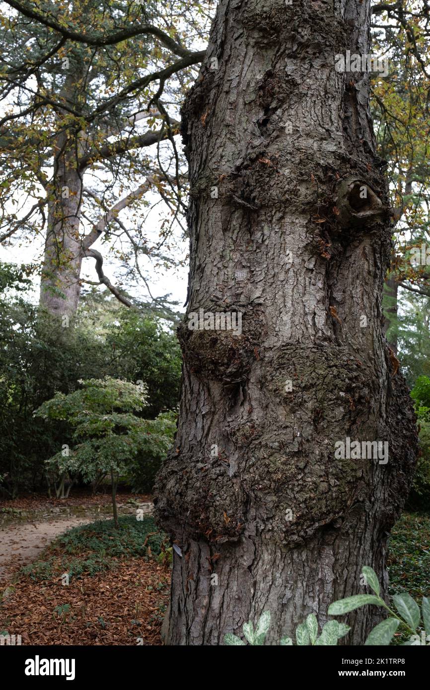 Vecchio albero. Ceppo cavo, riparo animale potenziale. Oscurità in un albero e misteri della foresta Foto Stock
