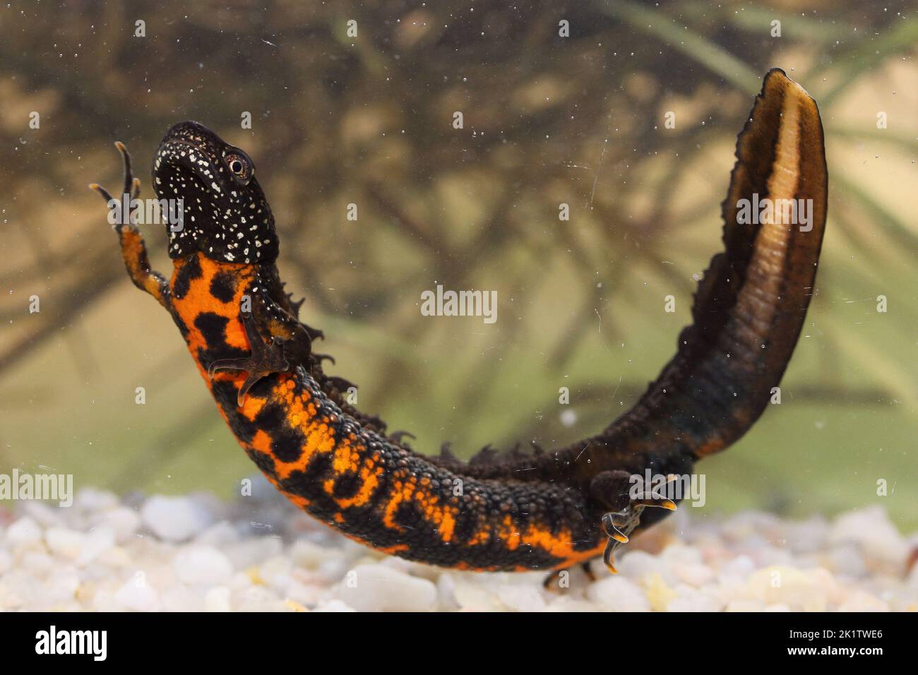 Il novellotto del Danubio o novellotto del Danubio (Triturus dobrogicus) maschio in habitat naturale subacqueo Foto Stock