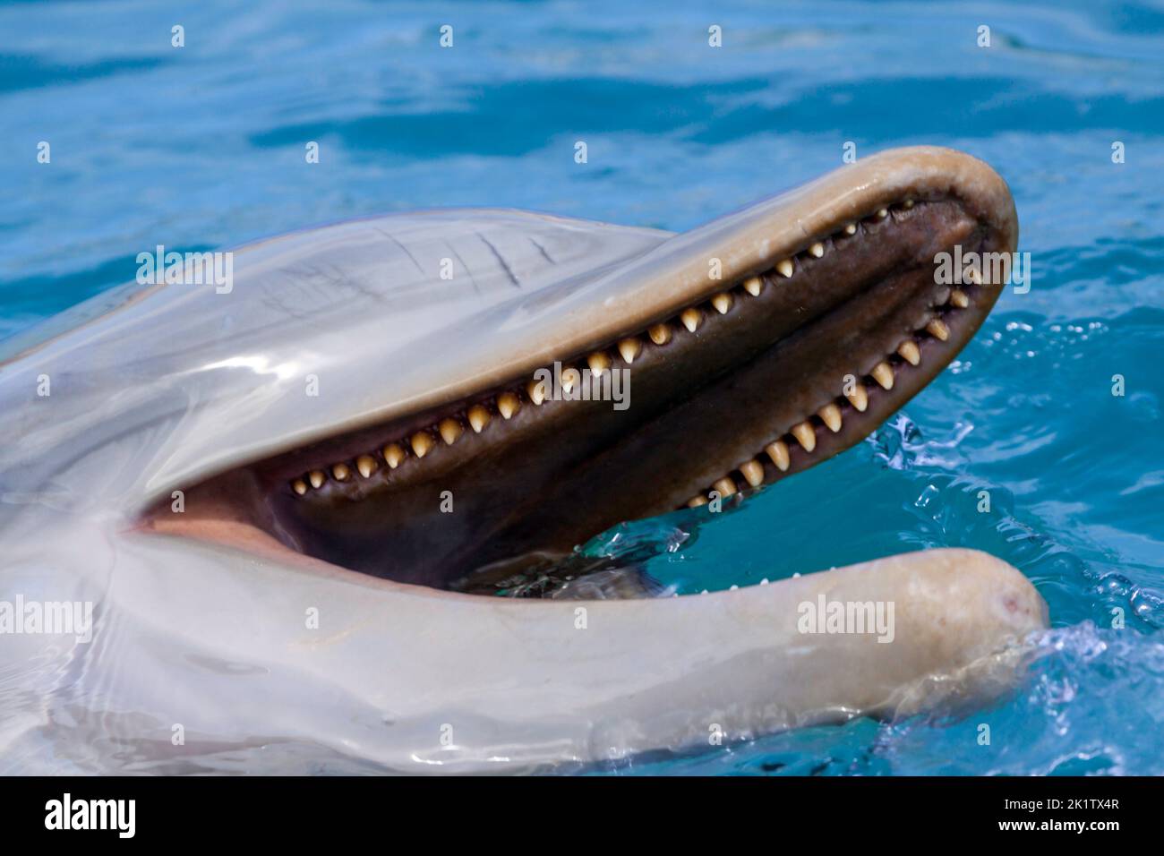 Una buona occhiata ai denti di un comune delfino a bottiglia, Tursiops truncatus, Curacao, Antille Olandesi, Caraibi. Foto Stock