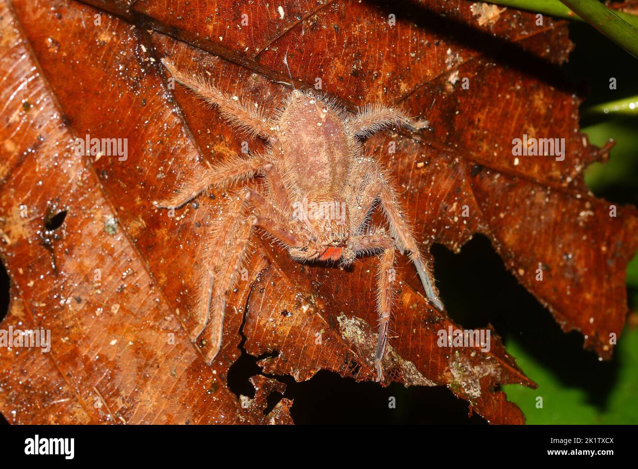 David Bowie Huntsman Spider (Heteropoda davidbowie) sulla foglia in un habitat naturale Foto Stock