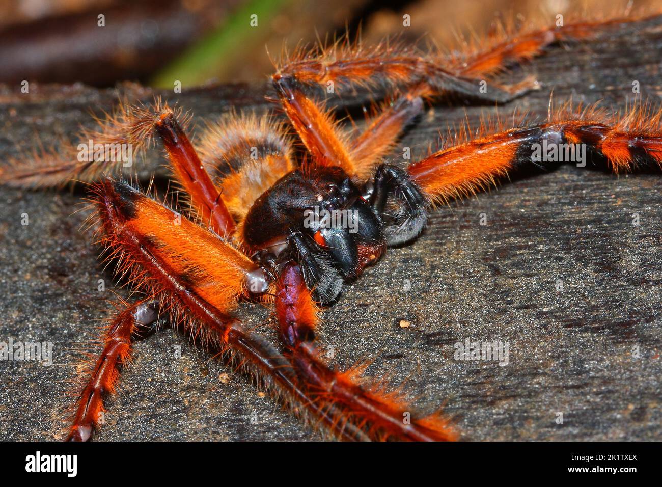 Rhitymna pinangensis - un maschio di ragno arancione della foresta pluviale del Borneo Foto Stock