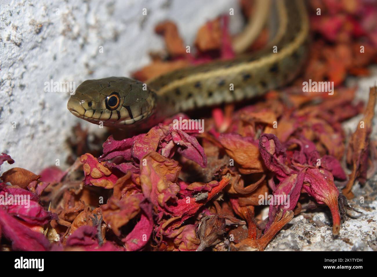 Il serpente d'erba, serpente ad anello, o serpente d'acqua (Natrix natrix persa) ha striato sottospecie di un serpente comune sui petali rossi in un'area urbana Foto Stock