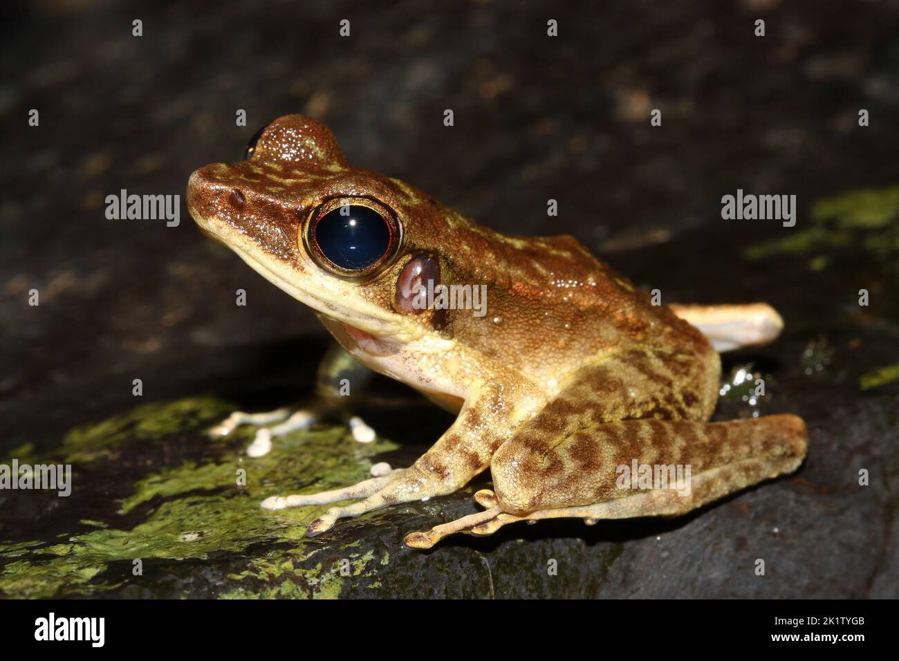 Rana malese del Borneo (poecilo di Meristogenys) in un habitat naturale Foto Stock