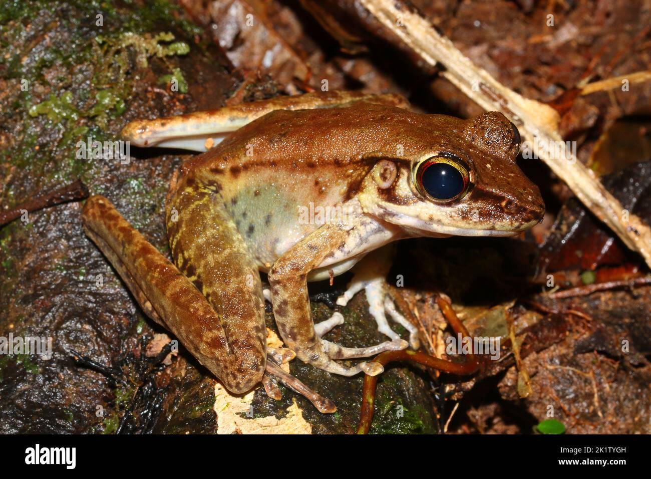 Rana di Sabah Borneo o rana di torrente a zampe falcate (Meristogenys orphnnocnemis) in un habitat naturale Foto Stock
