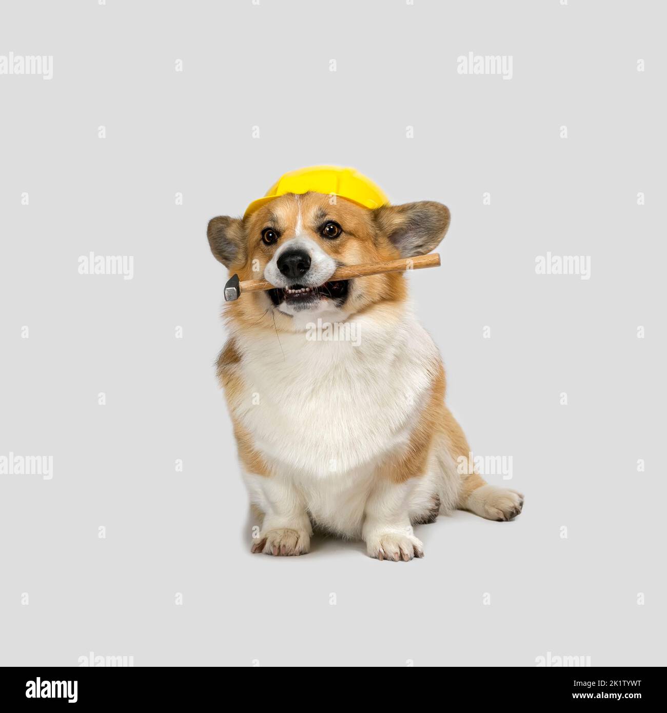carino cane corgi in un casco da costruzione giallo tiene un martello nei suoi denti Foto Stock