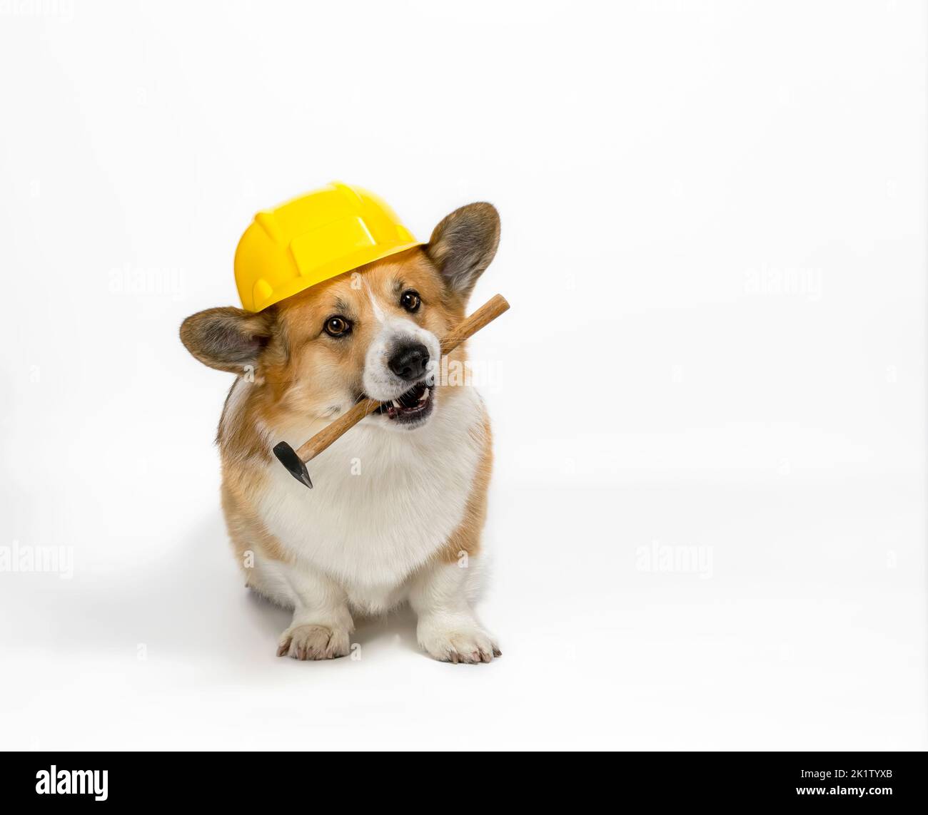 carino cane corgi in un casco da costruzione giallo che tiene un martello nei suoi denti su uno sfondo bianco Foto Stock