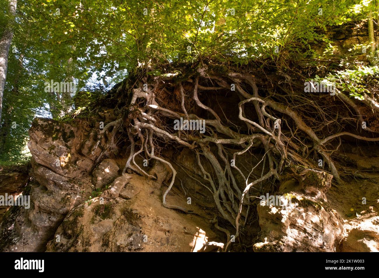 radici di albero fuori della terra sbriciolante Foto Stock