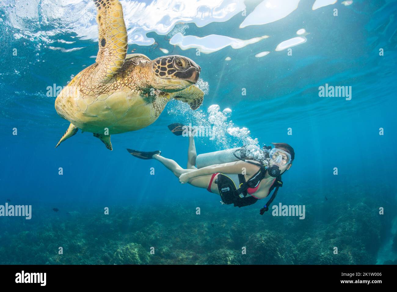 Un subacqueo (MR) e la tartaruga verde, Chelonia Mydas, Hawaii. Foto Stock