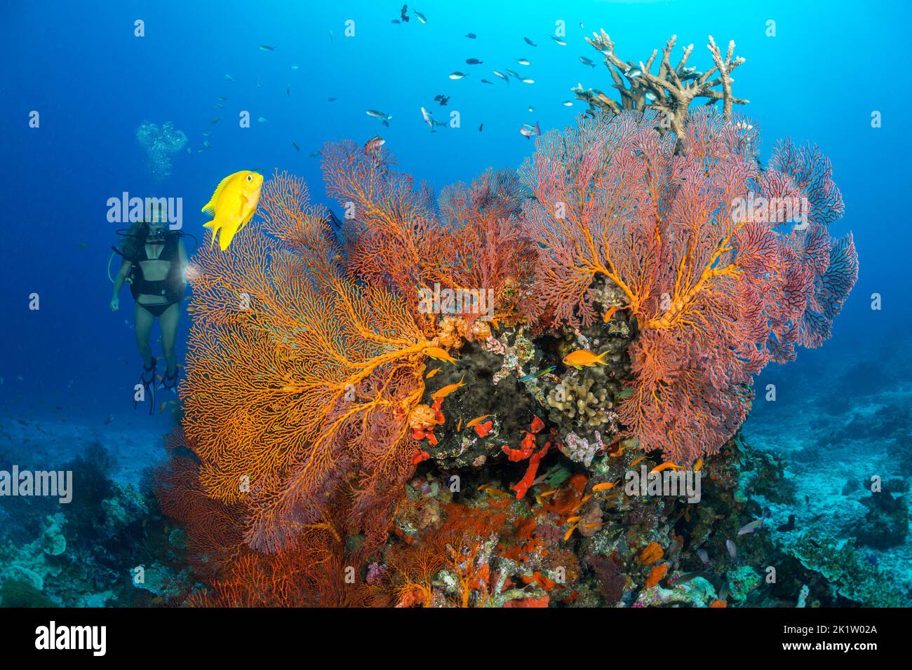 Subacqueo (MR) e una testa di corallo ricoperta di gorgoniani e una damselfish gialla, Fiji. Foto Stock