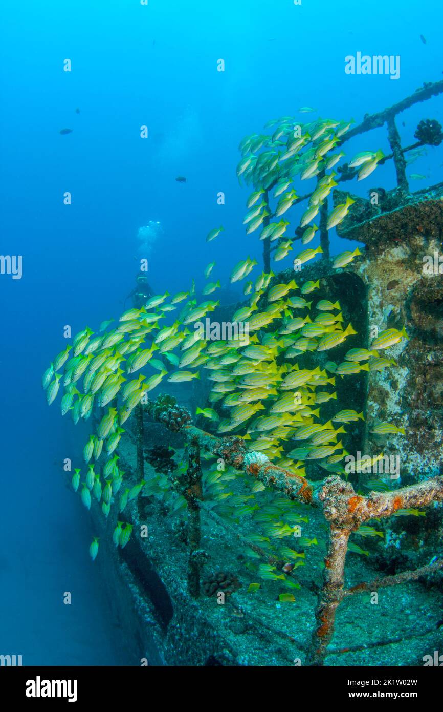 Diver (MR) e la scolarizzazione a strisce blu snapper, Lutjanus kasmira, sul relitto del mare Tiger off, Waikiki Oahu, Hawaii. Foto Stock