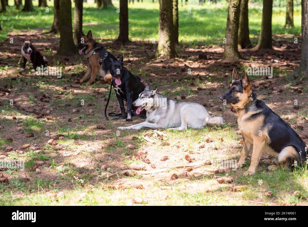 Doberman, cane da pastore e Husky sull'erba nella foresta. Foto di alta qualità Foto Stock
