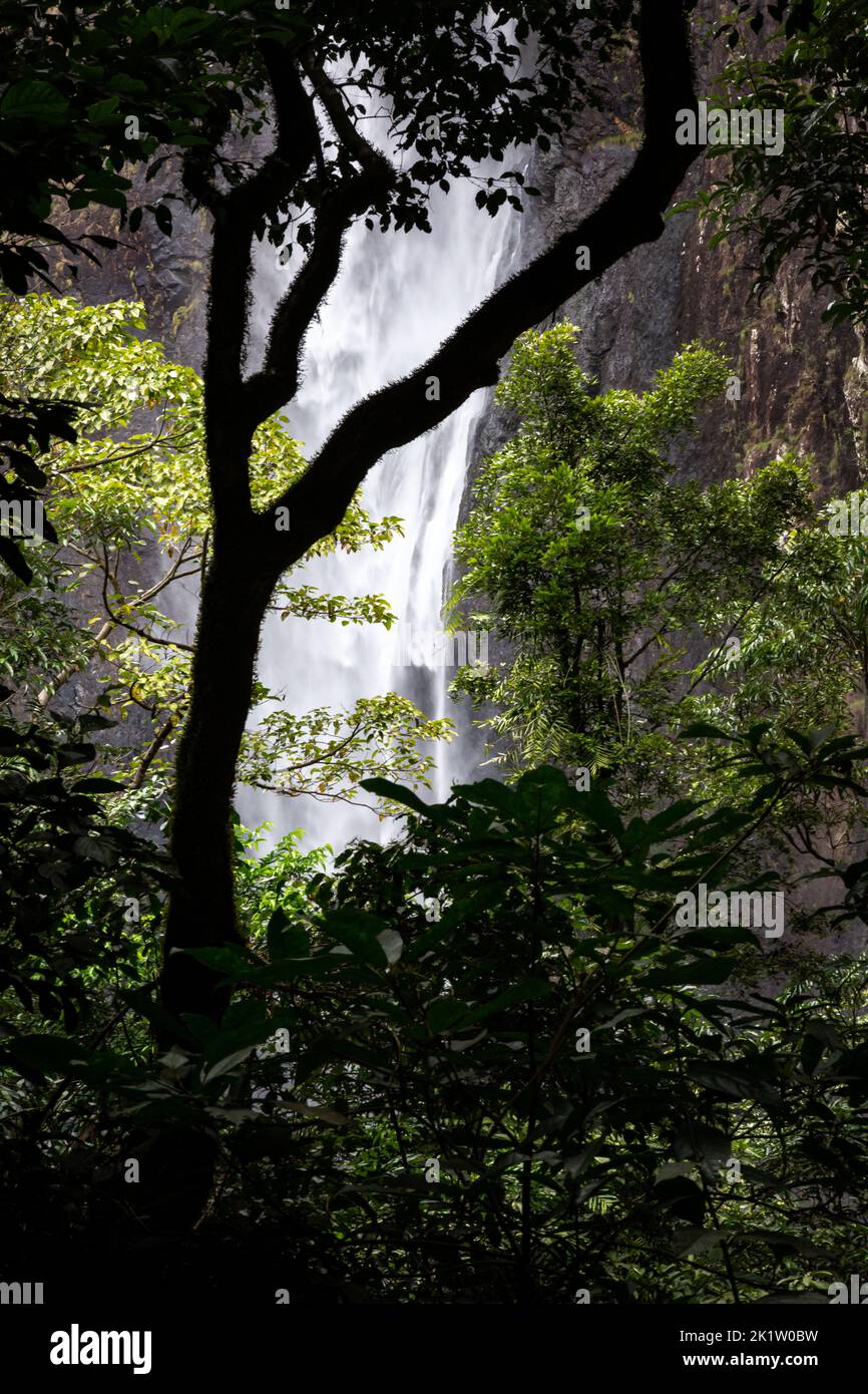 Wallaman Falls, cascata, circondata da lussureggianti palme verdi e alberi nel Queensland tropicale, Australia Foto Stock