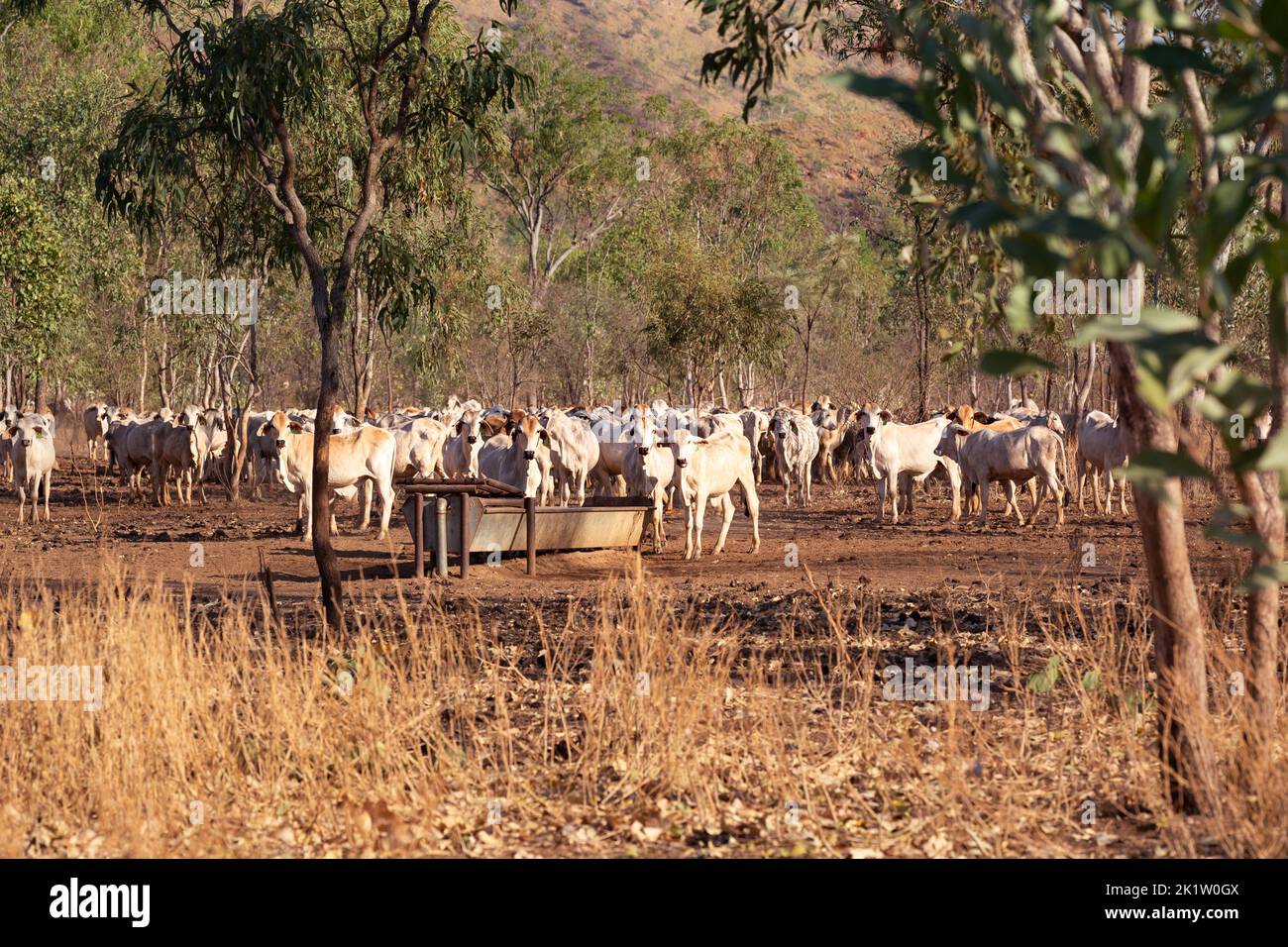 Bovini bianchi nella macchia australiana nel territorio del Nord, Australia Foto Stock