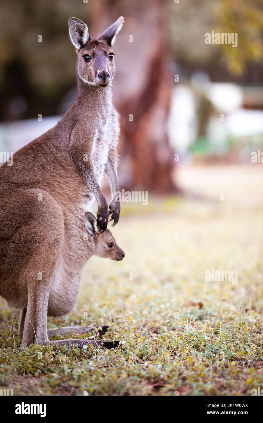 Canguro in piedi con bambino in tasca in Australia Foto Stock