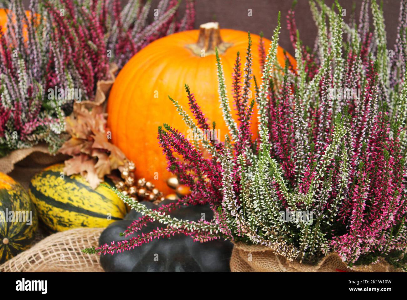 Concetto di scenario di vita morta autunno con zucca e erpetti, decorazione di verdure autunnali per Halloween Foto Stock