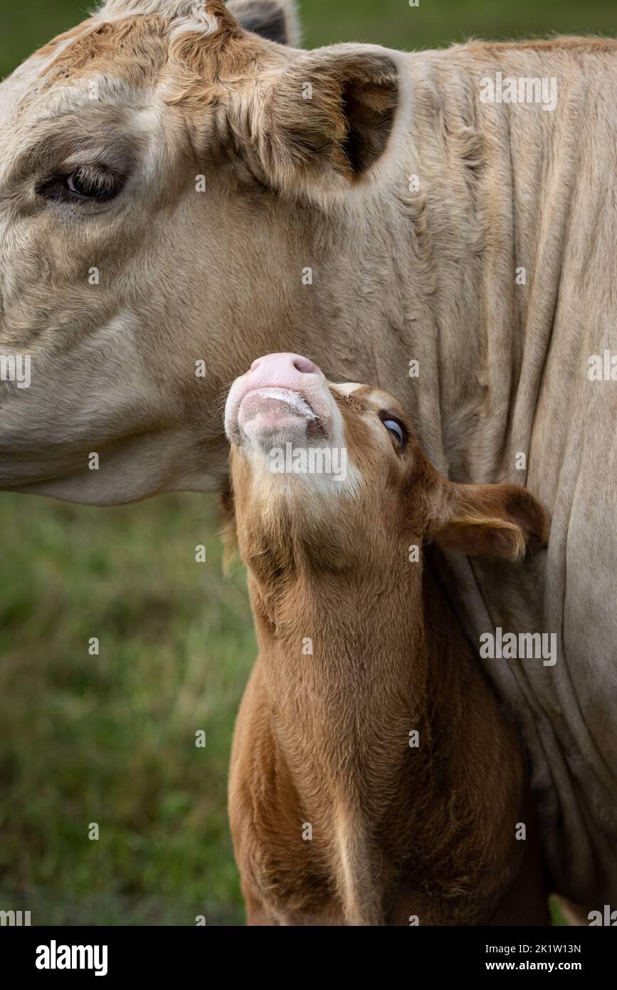 Primo piano di giovane vitello marrone carino con bianco blaze accanto alla mucca madre su un campo in Germania Foto Stock