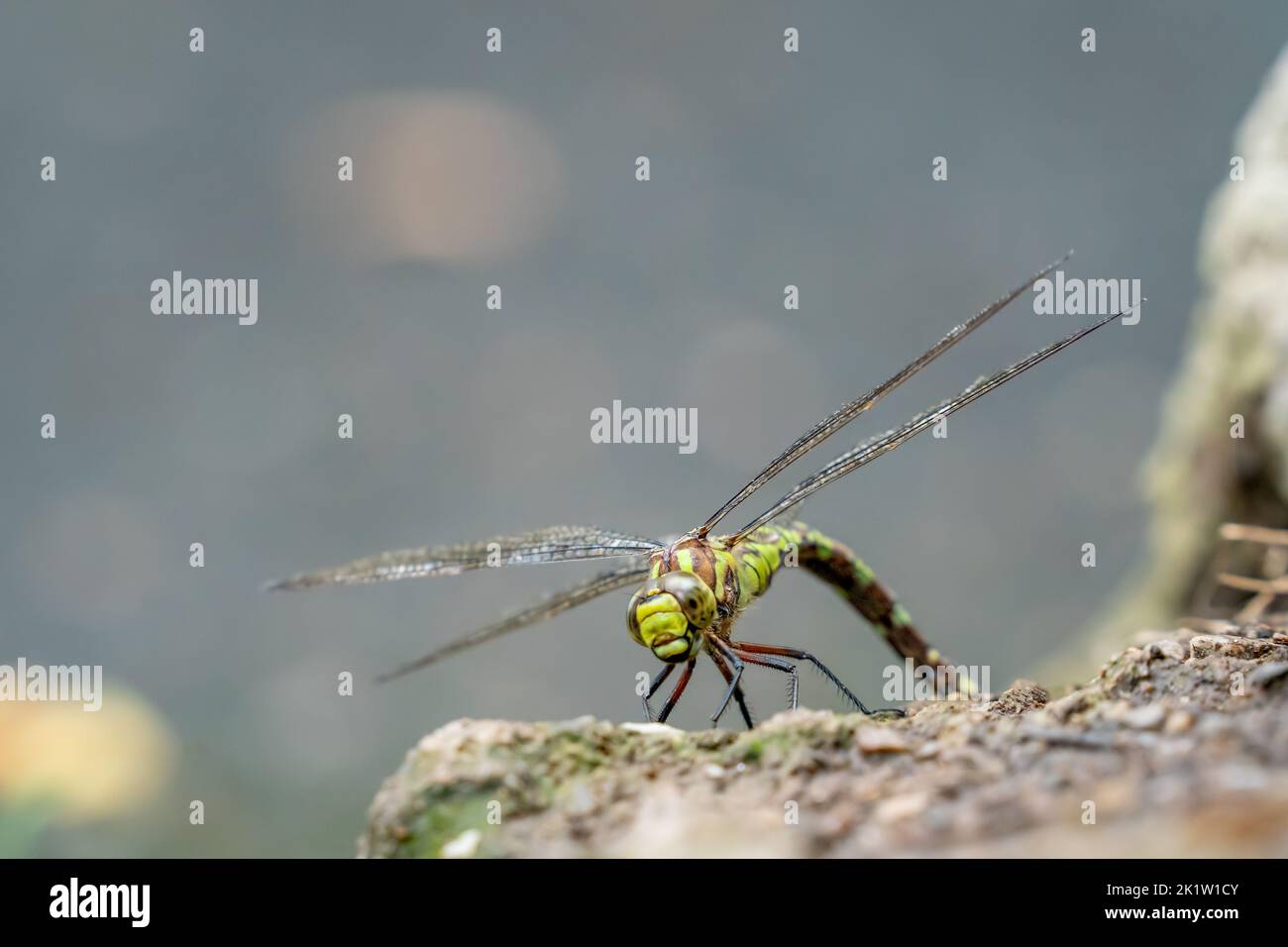 Libellula dei falchi meridionali durante la vista della deposizione delle uova in primo piano. Foto Stock