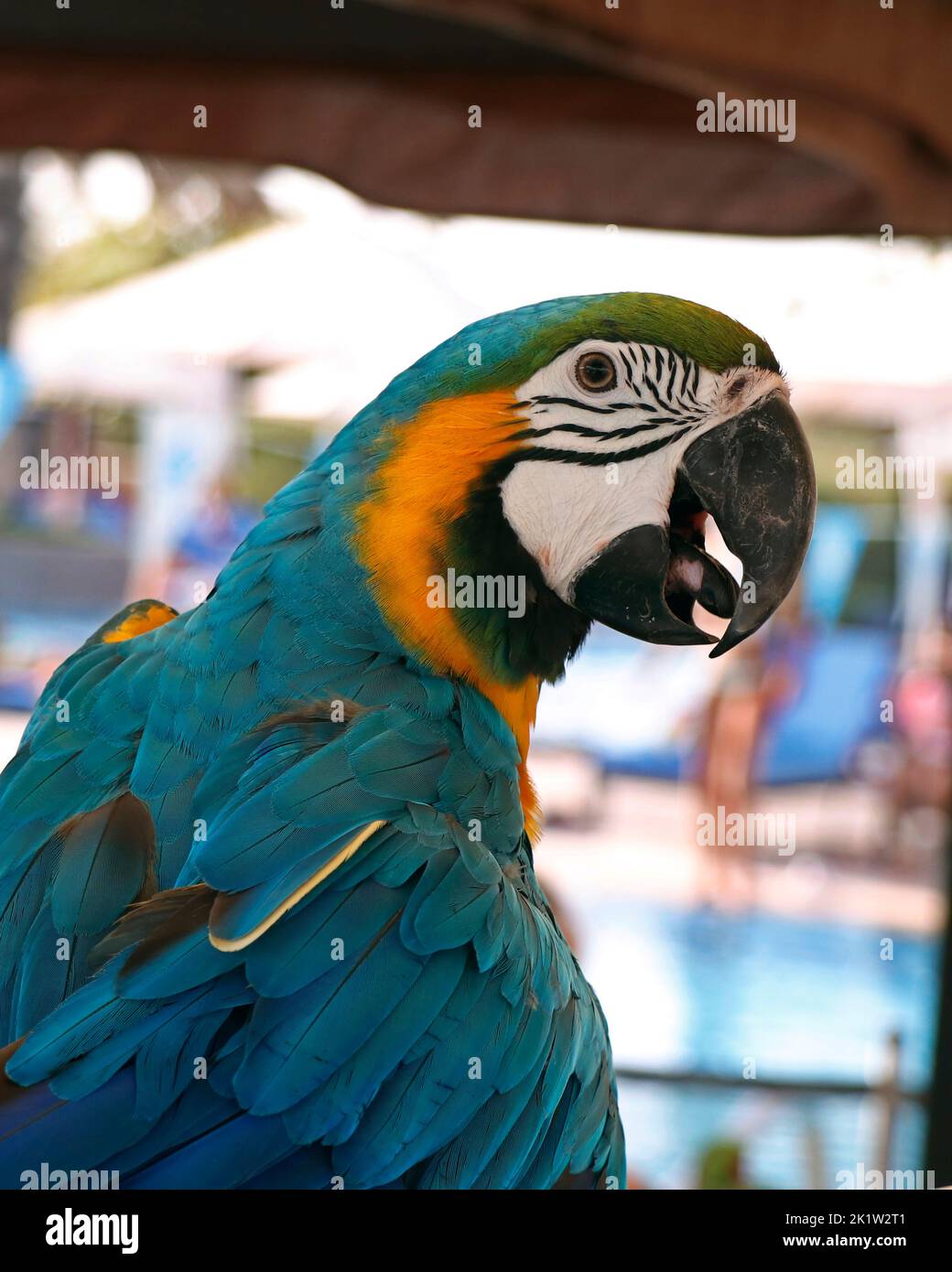 uccello macaw blu e giallo da vicino Foto Stock