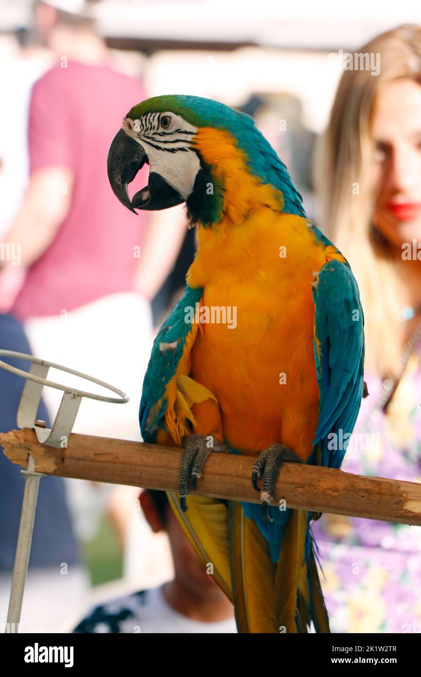 esotico uccello macaw blu e giallo primo piano in un festival di carnevale Foto Stock